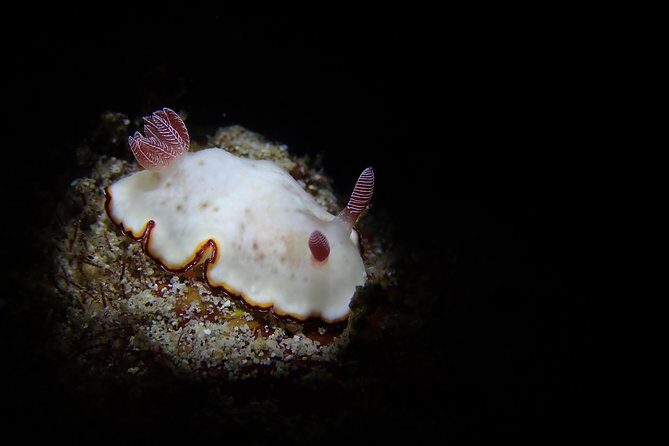 DiveGurus -Scuba Diving in Boracay - The Value and Cost: Is It Worth It?
