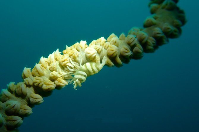 DiveGurus -Scuba Diving in Boracay - Why Divers Keep Coming Back
