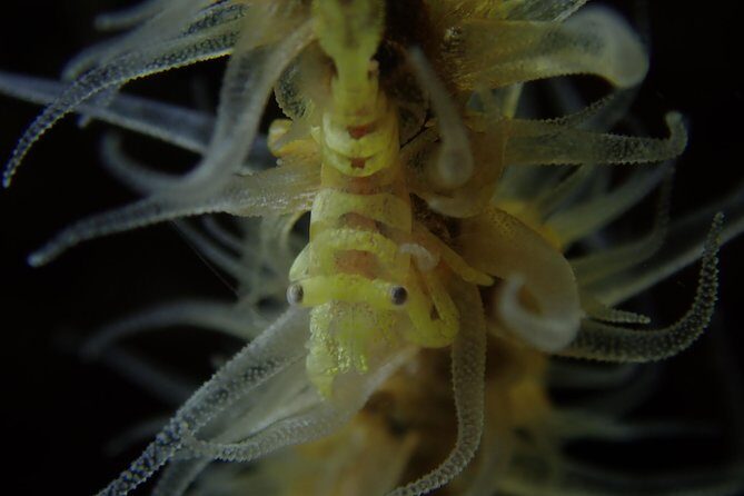 DiveGurus -Scuba Diving in Boracay - The Sum Up: Who Will Love DiveGurus?