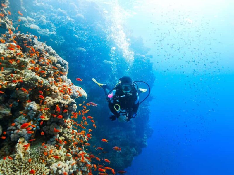 Diving Experience in Khasab - Key Points