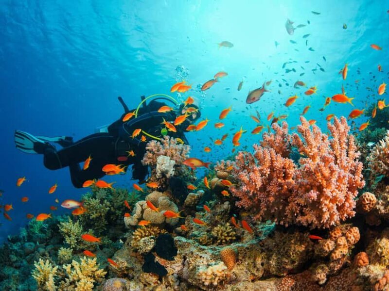 Diving Experience in Khasab - The Value of the Experience