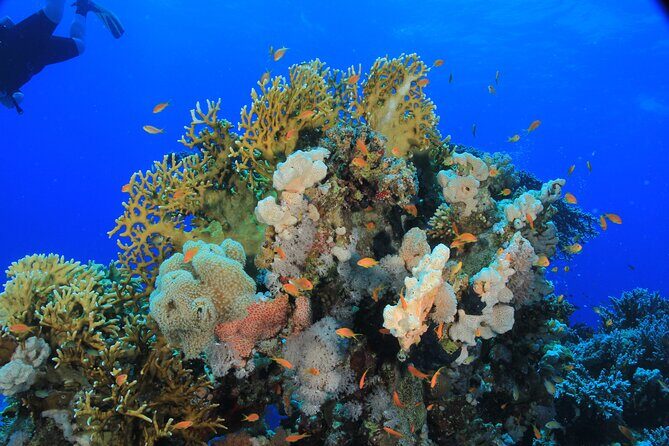 Diving for Beginner Two Dives Boat Trip with transfer in Hurghada - Transportation and Practical Details