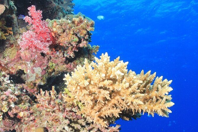 Diving for Beginner Two Dives Boat Trip with transfer in Hurghada - FAQ