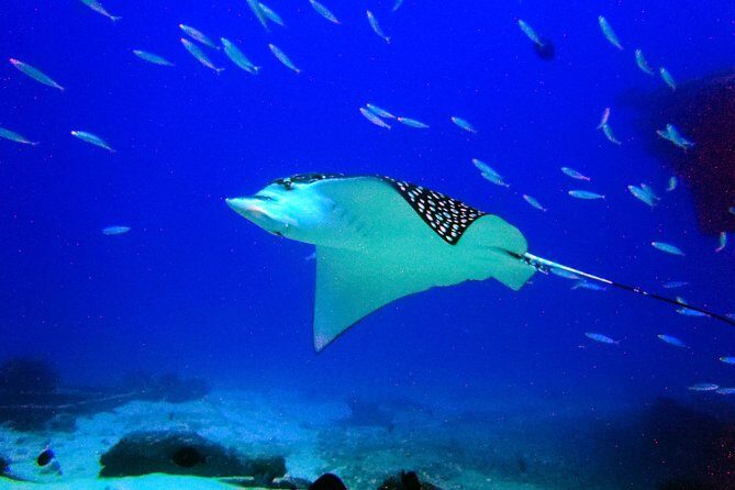 Diving in Cancun for Certified Divers | 2 Dives | All Inclusive - Introduction to the Cancun Certified Diving Tour