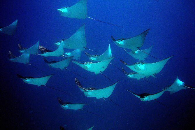 Diving in Cancun for Certified Divers | 2 Dives | All Inclusive - Practical Details & Tips
