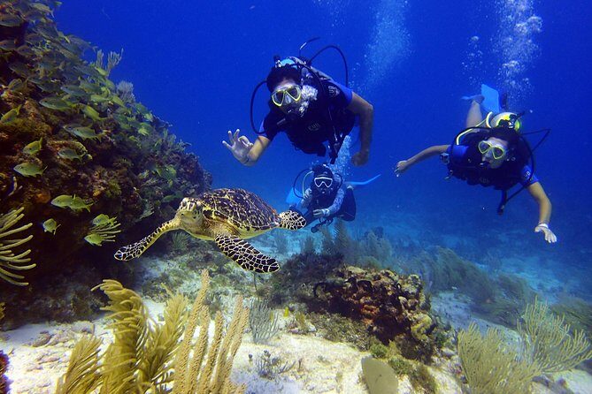 Diving in Cancun for Certified Divers | 2 Dives | All Inclusive - The Sum Up: Who Will Love This Tour?