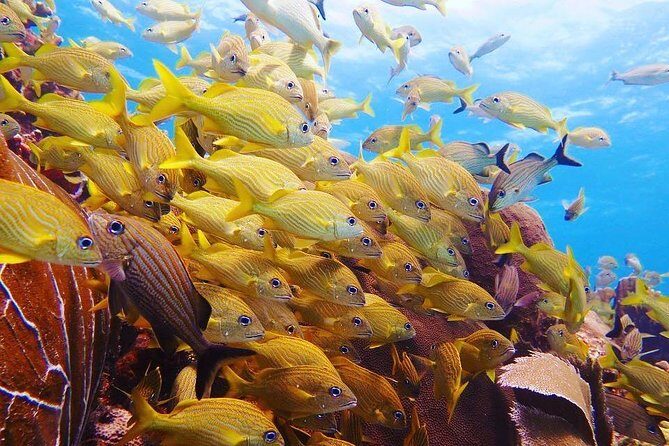 Diving in Cancun Underwater Museum of Art - Who Will Love This Tour?