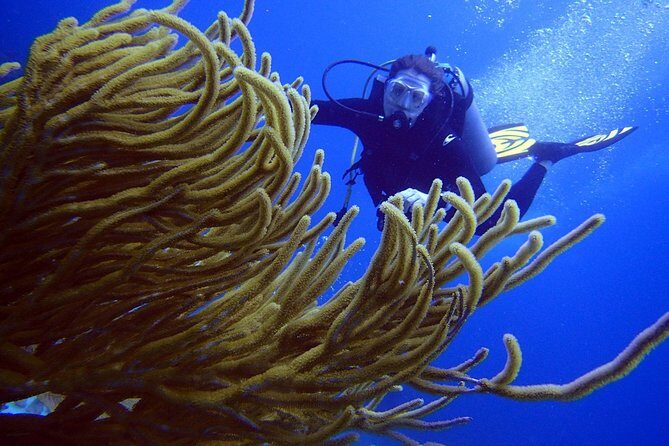 Diving in the Mexican Caribbean for Beginners | 2 Tanks 2 Dives | All Inclusive - FAQ