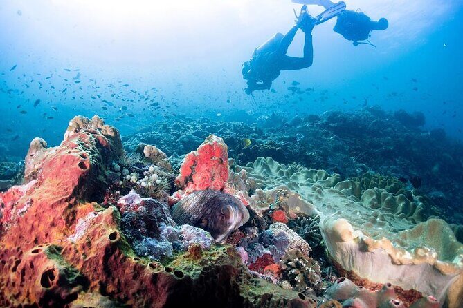 Diving with Manta Ray at Nusa Penida - Exploring the Experience: What to Expect