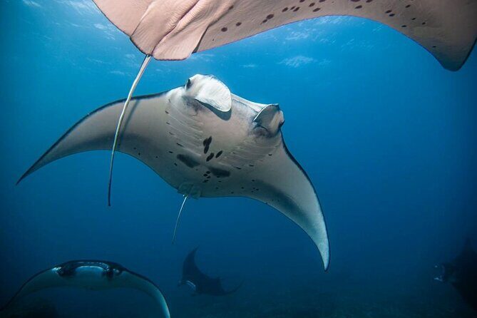 Diving with Manta Ray at Nusa Penida - Who Should Consider This Tour?