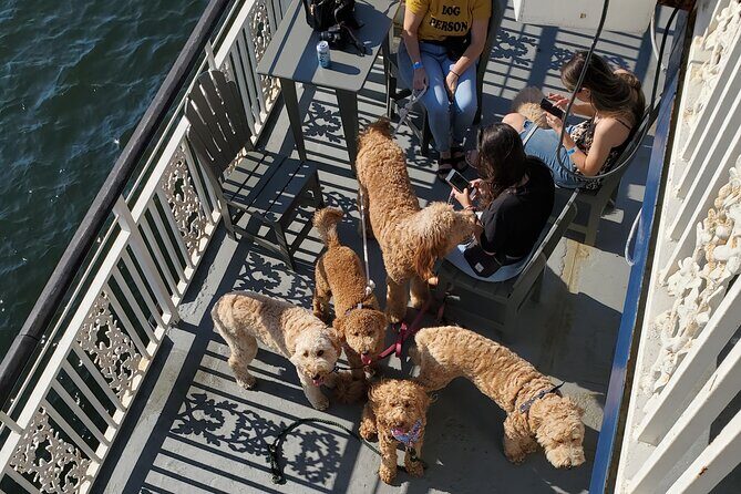 Dog Day of Summer Harbor Cruise in Boston - A Closer Look at the Itinerary and Experience