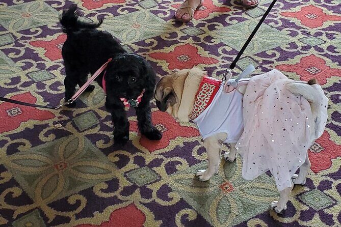 Dog Day of Summer Harbor Cruise in Boston - Authentic Feedback from Recent Travelers
