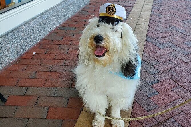 Dog Day of Summer Harbor Cruise in Boston - Who Should Consider This Tour?