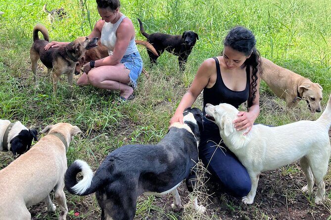 Dog Lover's guided tour of the Happy Tails Sanctuary - Introducing the Dog Lover’s Guided Tour of the Happy Tails Sanctuary