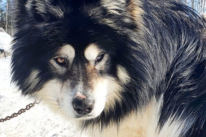 Dog Sled Adventure - Who Would Enjoy This Experience?