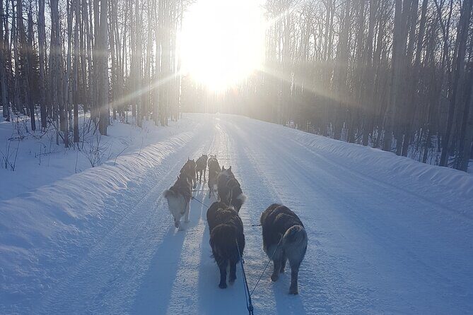 Dog Sled Adventure - The Sum Up