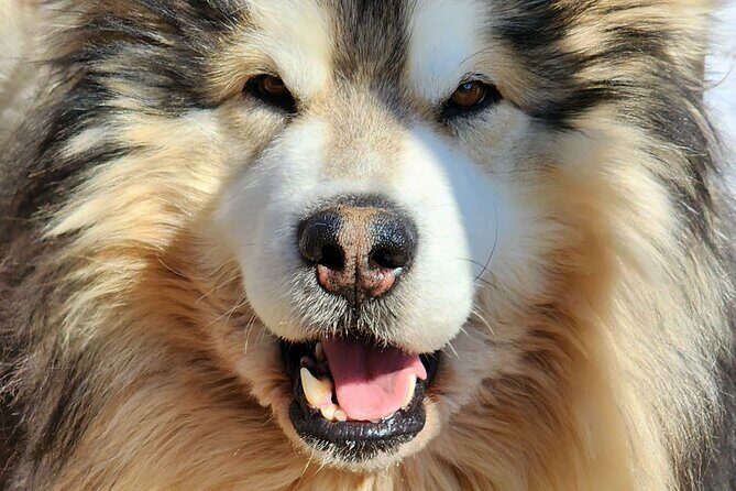 Dog Sled Adventure - FAQ