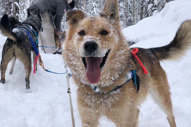Dog Sledding Adventure in Willow, Alaska - An Authentic Look at Alaskan Dog Sledding