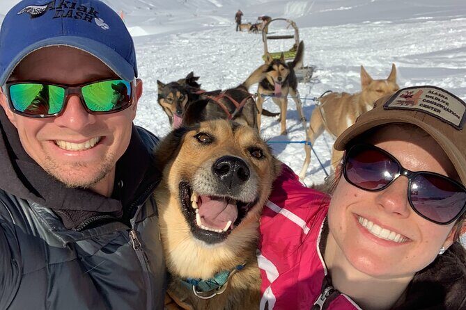 Dog Sledding Adventure in Willow, Alaska - The Dogs: Heart of the Experience