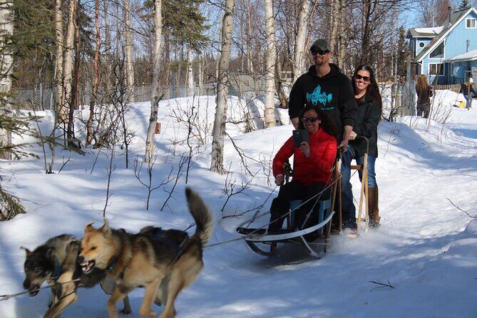 Dog Sledding Adventure in Willow, Alaska - The Sled Ride: What to Expect