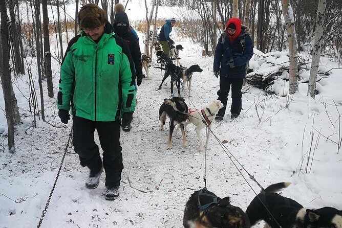 Dog Sledding - An In-Depth Look at the Dog Sledding Experience