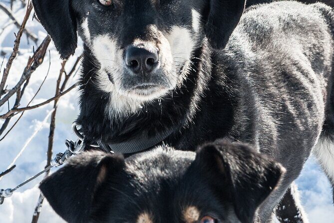 Dog Sledding - Subarctic Wilderness Tour - FAQs