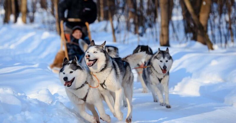 Dog Sledding , Terelj National park ,Chinggis Khaan statue - Exploring Mongolia’s Majestic Landscapes: A Detailed Review of the Dog Sledding and Terelj National Park Tour