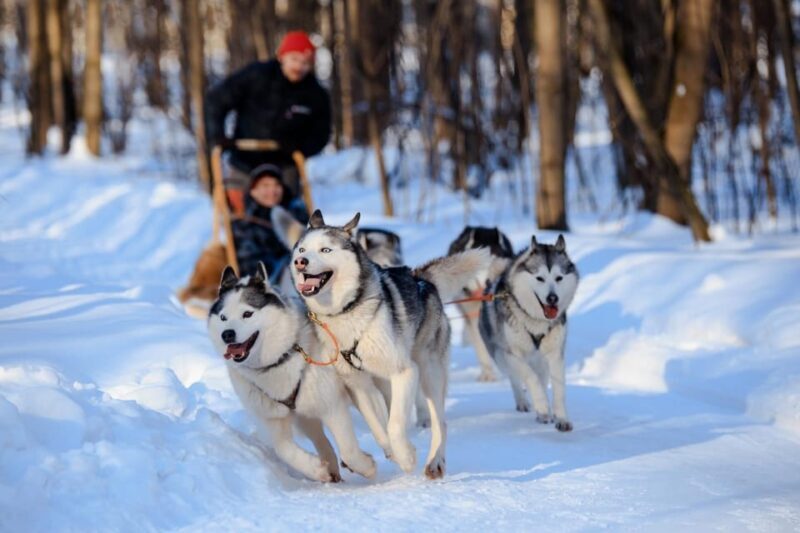 Dog Sledding , Terelj National park ,Chinggis Khaan statue - Authenticity and Value