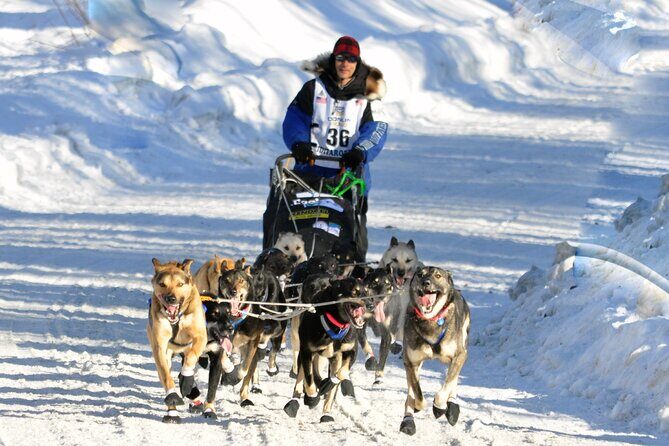 Dog Sledding with Alaskan Huskies - The Itinerary: What to Expect from Start to Finish