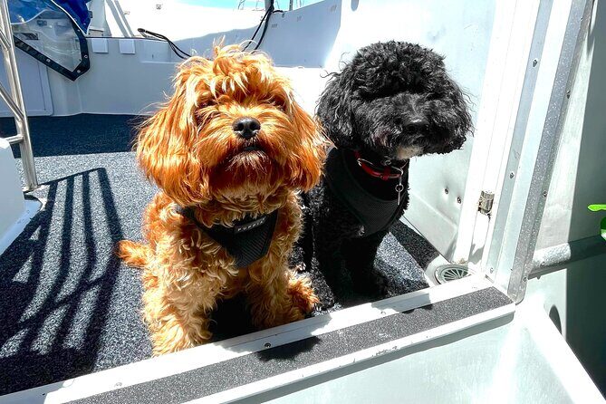 Dogs on Deck Harbour Cruise - Introduction