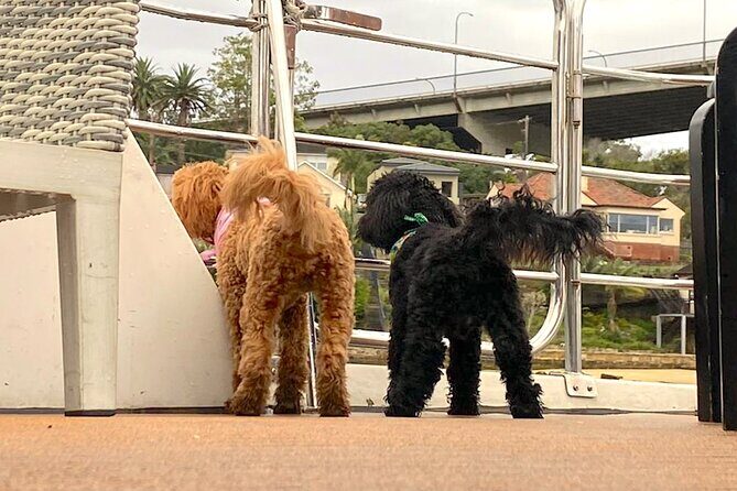 Dogs on Deck Harbour Cruise - The Sum Up