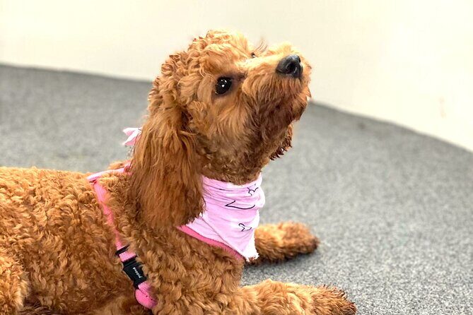 Dogs on Deck Harbour Cruise - FAQ