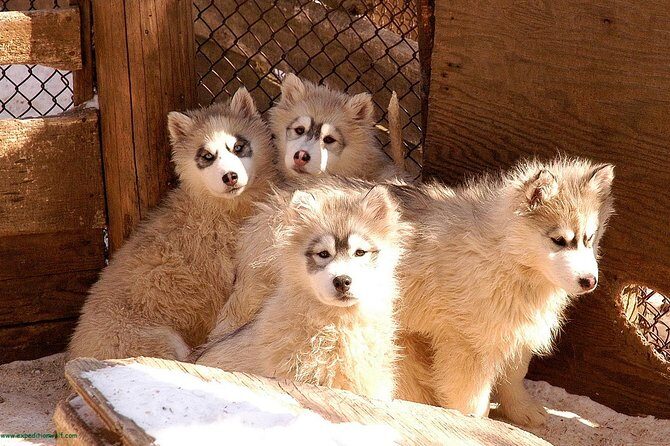 Dogsled Adventure in Mont-Tremblant - The Verdict: Is It Worth It?