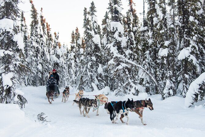 Dogsled and Reindeer Day Trip to Borealis Basecamp - An In-Depth Look at the Borealis Basecamp Tour