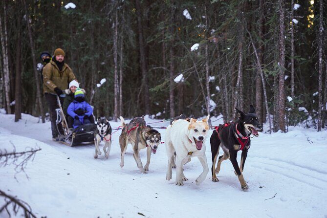 Dogsled and Reindeer Day Trip to Borealis Basecamp - Who Will Like This Tour?