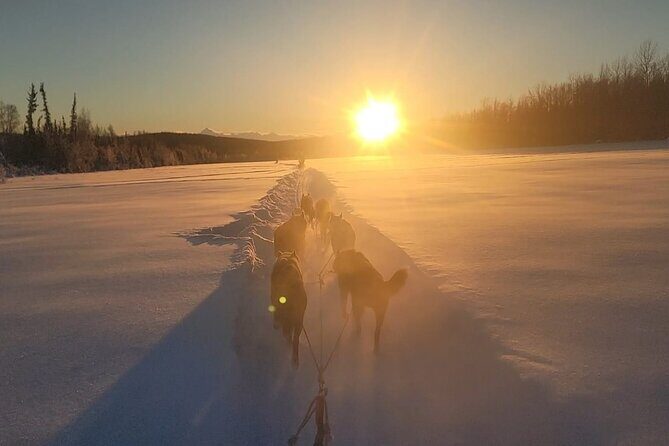 Dogsled Rides - What to Expect from the Dogsled Rides Experience