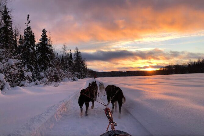 Dogsled Rides - Who Should Consider This Tour?