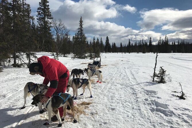 Dogsledding in the Heart of Alaska - Dogsledding in the Heart of Alaska: An Authentic Arctic Adventure