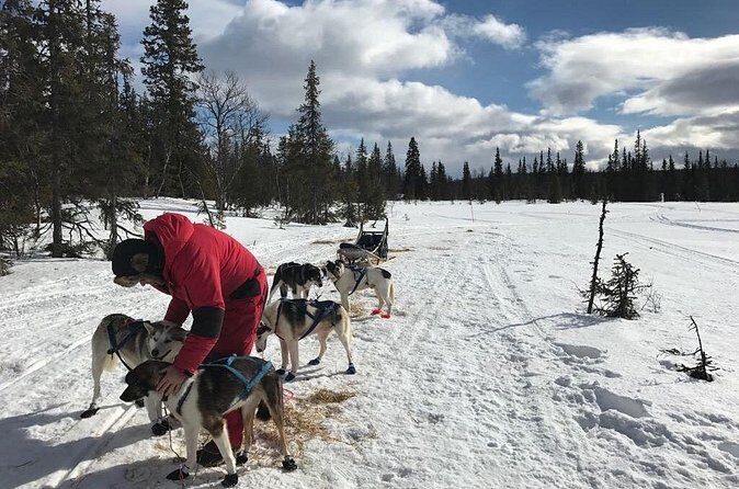Dogsledding in the Heart of Alaska - The Value Proposition