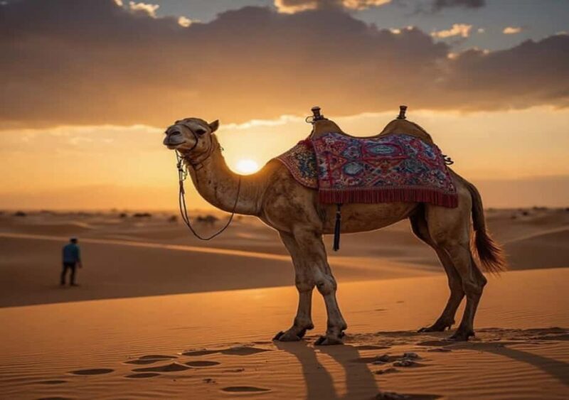 Doha Adventure Quad Bike Safari, Camel Ride & Refreshments - An Introduction to Qatar’s Desert Safari