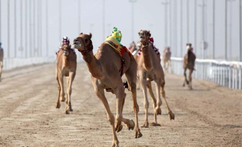 Doha: Camel Race Track and West Coast Private Tour - Key Points