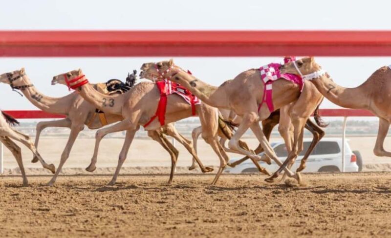 Doha: Camel Race Track and West Coast Private Tour - What to Expect from This Tour