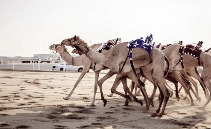 Doha: Camel Race Track and West Coast Private Tour - Why This Tour Delivers Value