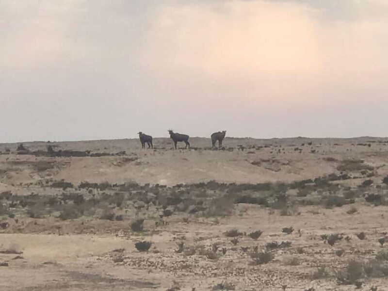 Doha Day Trip: West Qatar Day Trip to Zekreet & Dukhan Beach - Final Thoughts
