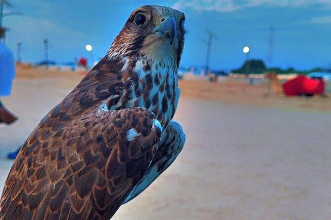 Doha Desert Safari Dune Bashing Camel Ride - Who Is This Tour Best For?