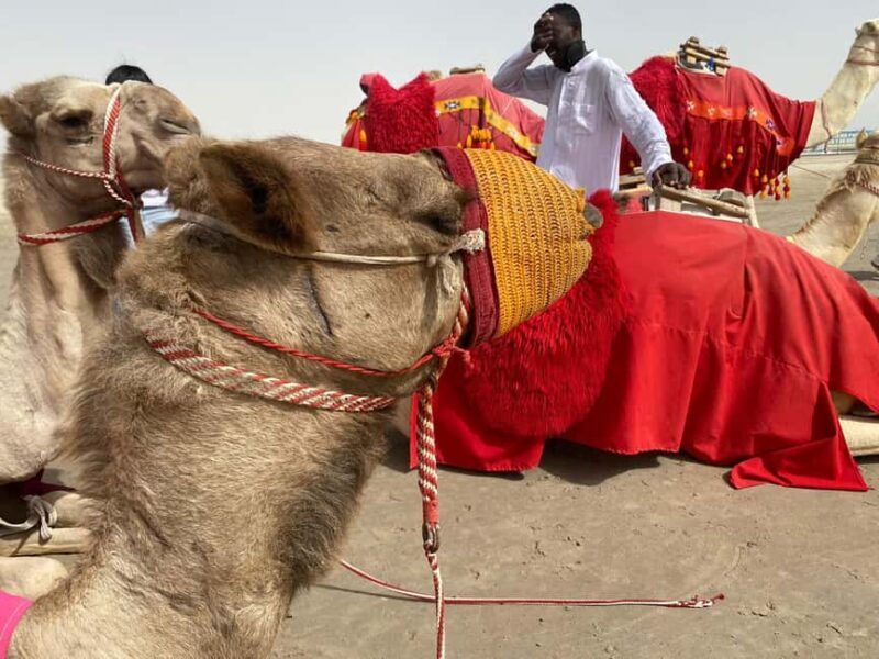 Doha: Desert safari + FREE camel ride from CRUISE TERMINAL - Comprehensive Review of the Doha Desert Safari Experience