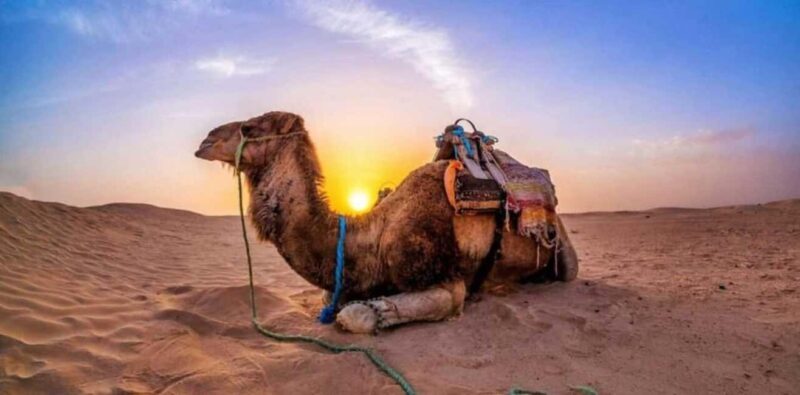 Doha: Desert Safari, Inland Sea, Camel Ride, Sandboarding - FAQs