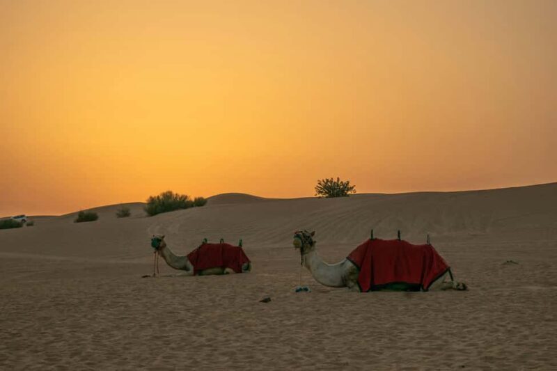 Doha: Full-Day Desert Safari with Lunch/Dinner, Camel Ride - Key Points