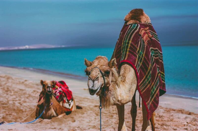 Doha: Full Day Desert Safari with Lunch/Dinner in Desert. - The Value of the Experience