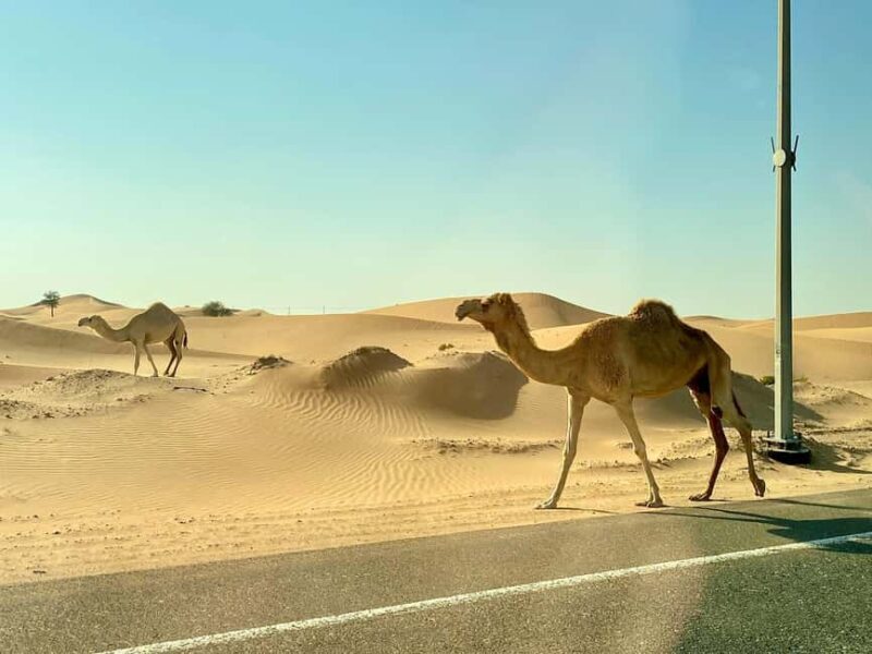 Doha: Half-Day Desert Safari with Camel Ride & Sandboarding - A Closer Look at the Experience